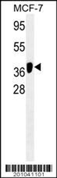 ATG4B Antibody
