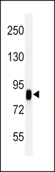 CD44 Antibody