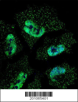 ELAVL1 Antibody