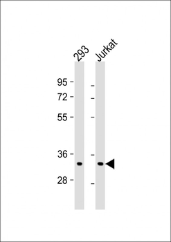 ELAVL1 Antibody