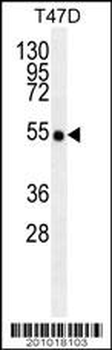 TRAF2 Antibody