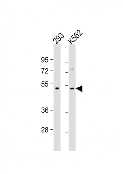 TGFB2 Antibody