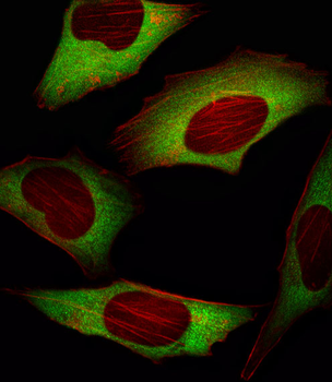 EIF4E Antibody