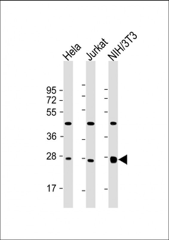 EIF4E Antibody
