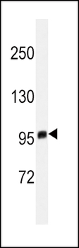 EZH2 Antibody