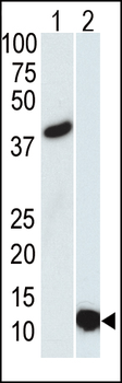 SUMO3 Antibody