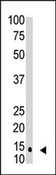 SUMO1 Antibody