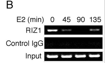 PRDM2 (RIZ1) Antibody