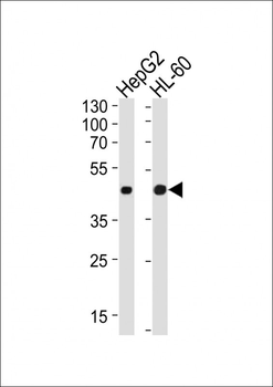 Beta-actin Antibody