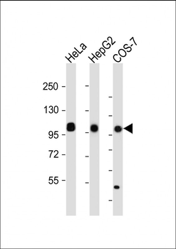 MET/HGFR Antibody