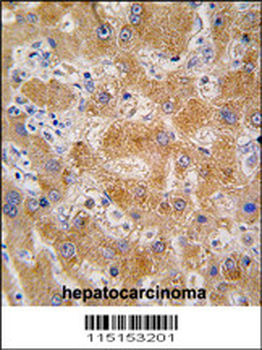 APOA4 Antibody (N-term)