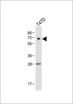 CAMK2G (CAMK2 gamma) Antibody (C-term)