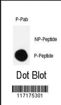 Phospho-CRK(S41) Antibody