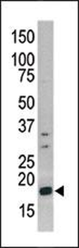 Phospho-H3(S10) Antibody