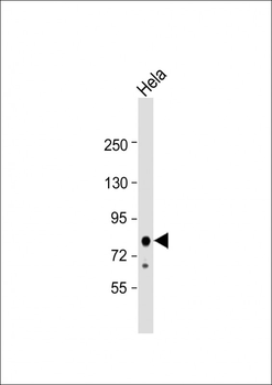 EIF4B Antibody (Center)