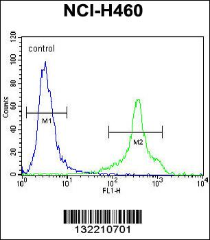 HLA-DQA1 Antibody (N-term)
