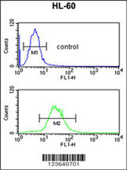 IGH Antibody (C-Term)
