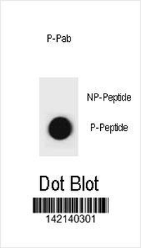 Phospho-rat CCNB3(S284) Antibody