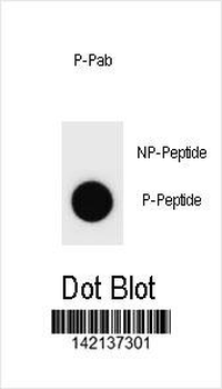 Phospho-rat CCNB3(S283) Antibody