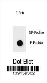 Phospho-mouse JUN(T289) Antibody