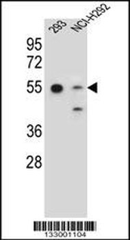 GNAS Antibody (C-term)