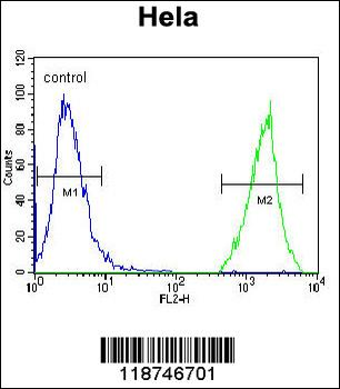 CYK18 Antibody (C-term)