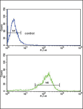 THBS1 Antibody (N-term)
