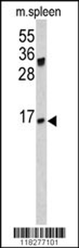 IGJ Antibody (N-term)
