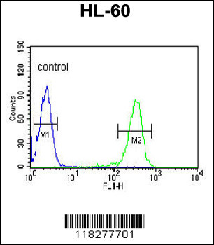 IGJ Antibody (N-term)
