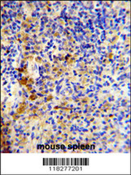 IGJ Antibody (N-term)