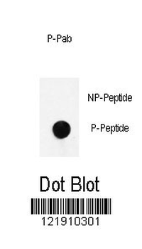 Phospho-nNOS(S1417) Antibody