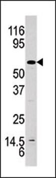 Phospho-AKT(Y326) Antibody