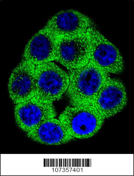 Phospho-ABL1(Y272) Antibody