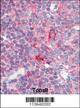 CD4 Antibody (C-term)