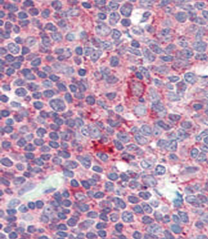 CD4 Antibody (C-term)