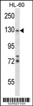 LLGL1/2 Antibody (Center S650/654)