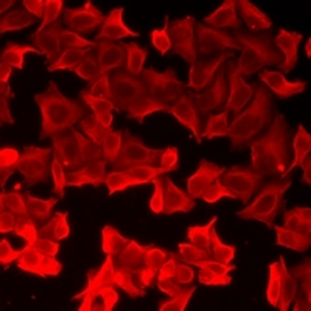 FABP6 Antibody