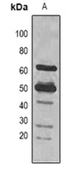 Rubisco Large Chain Antibody