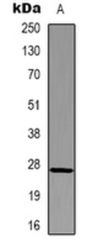 HSP27 Antibody