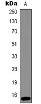 Histone H3 (TriMethyl K36) Antibody