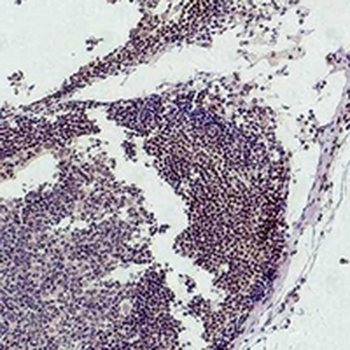 Histone H3 (MonoMethyl K9) Antibody