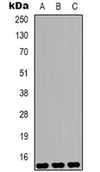 Histone H3 (DiMethyl K9) Antibody
