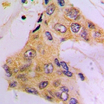 Beta-tubulin Antibody-HRP labled