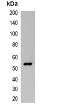 VSV-G-tag Antibody