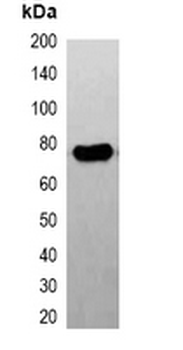 FLAG-tag Antibody-HRP labled