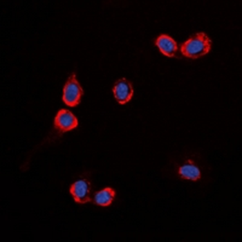GPR87 Antibody