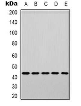 p38 (pY182) Antibody