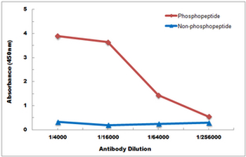 p38 (pY182) Antibody