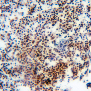 Histone H3 (MonoMethyl K26) Antibody