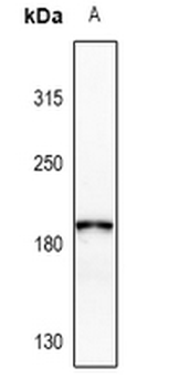 Collagen 4 alpha 2 Antibody